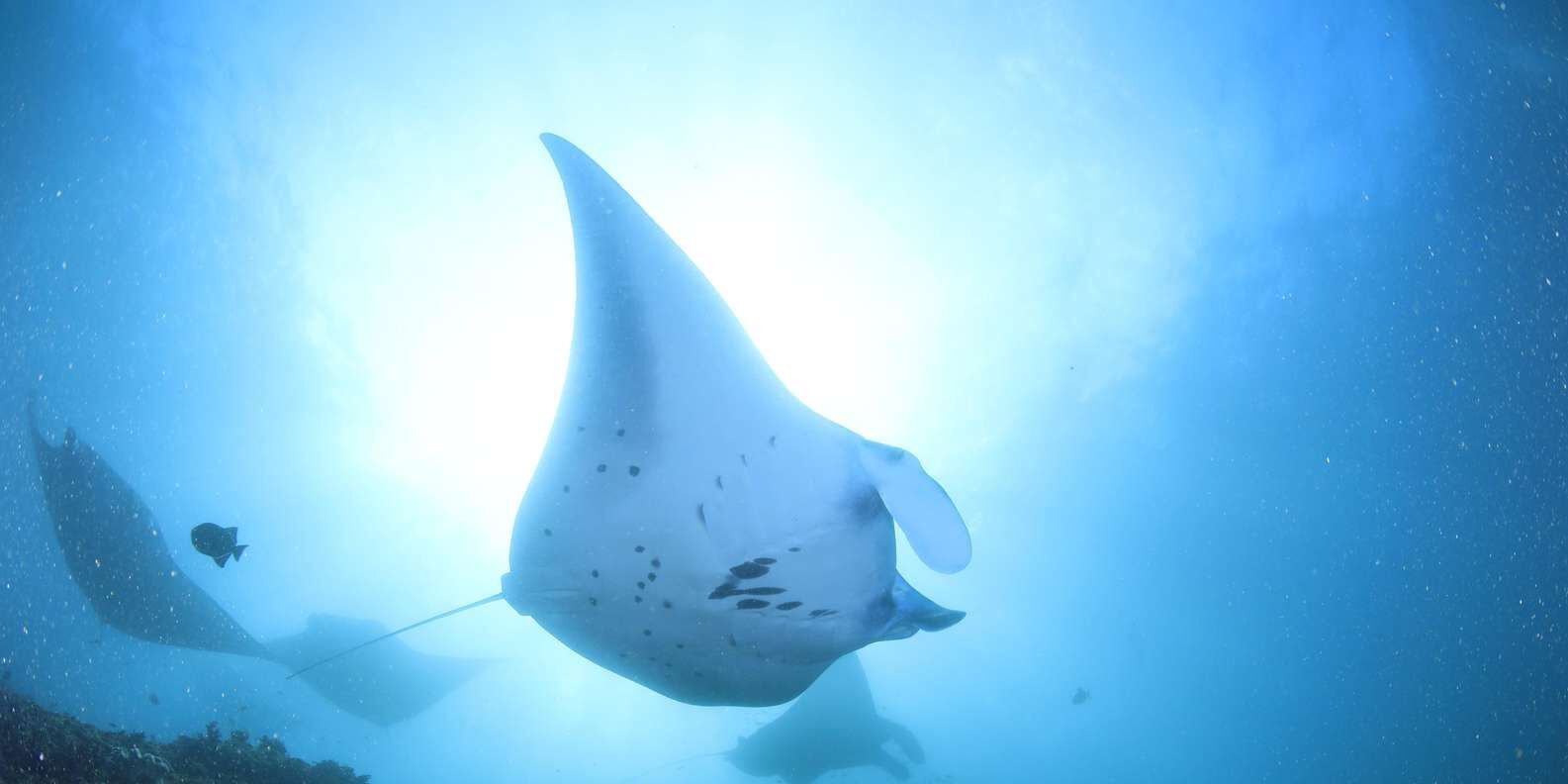 만타 포인트·크리스탈 베이·산호초 스쿠버 다이빙 3회 (종일)
