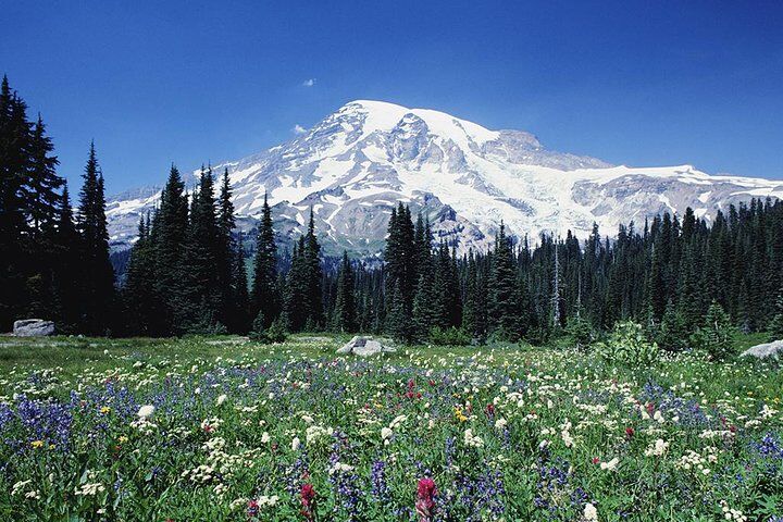 시애틀 출발인 Mt. Rainier Day Tour