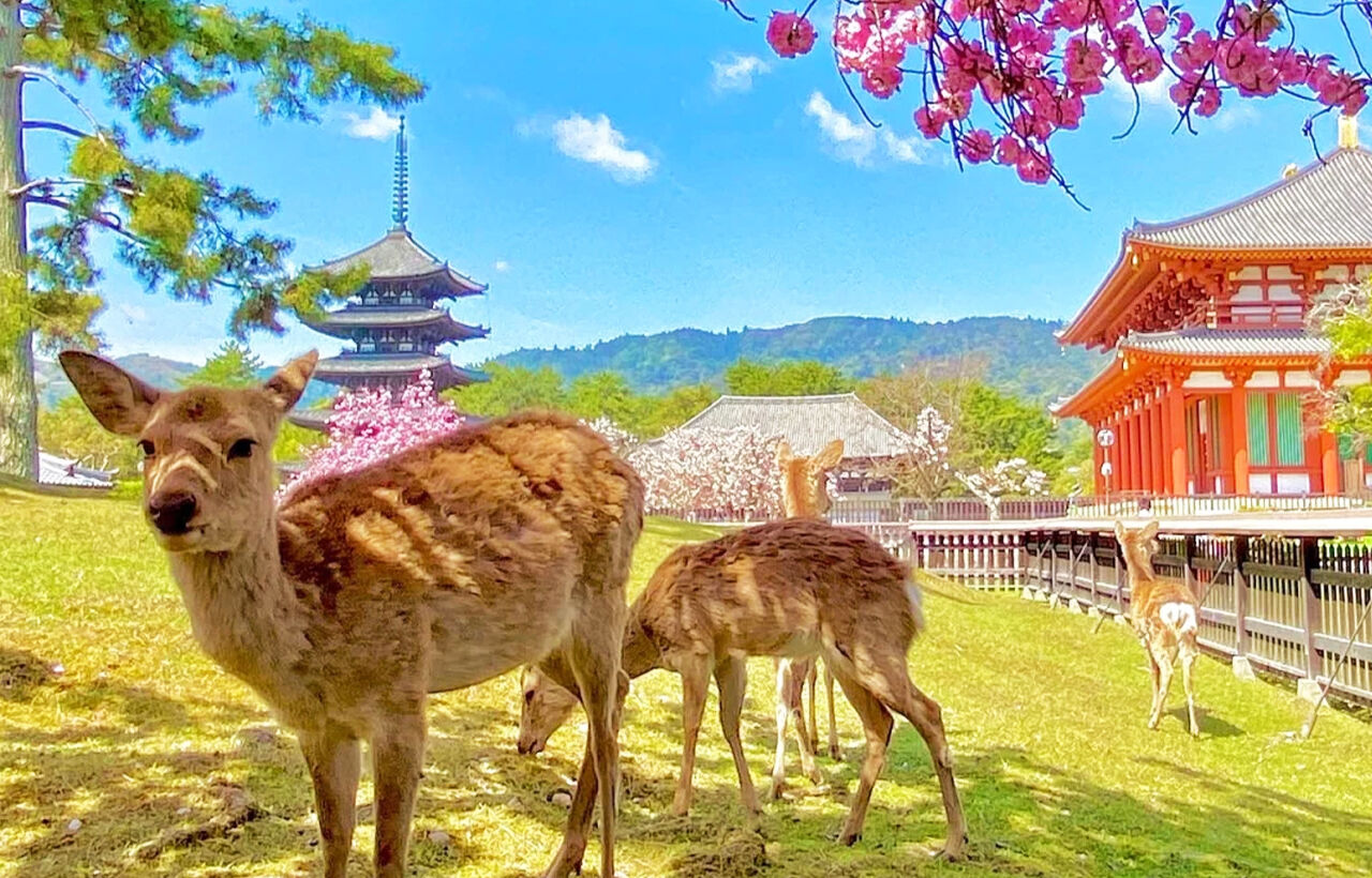 교토·나라 사슴 힐링 여행 | 기요미즈데라 · 후시미 이나리 타이샤 · 나라공원丨한국어 상세 이미지 6