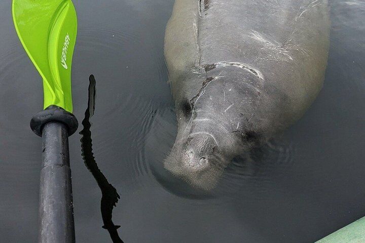 올랜도 Manatee 조우