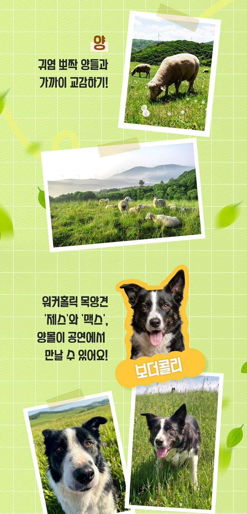 [강원/평창] 대관령 삼양 라운드힐 입장권 상세 이미지 7
