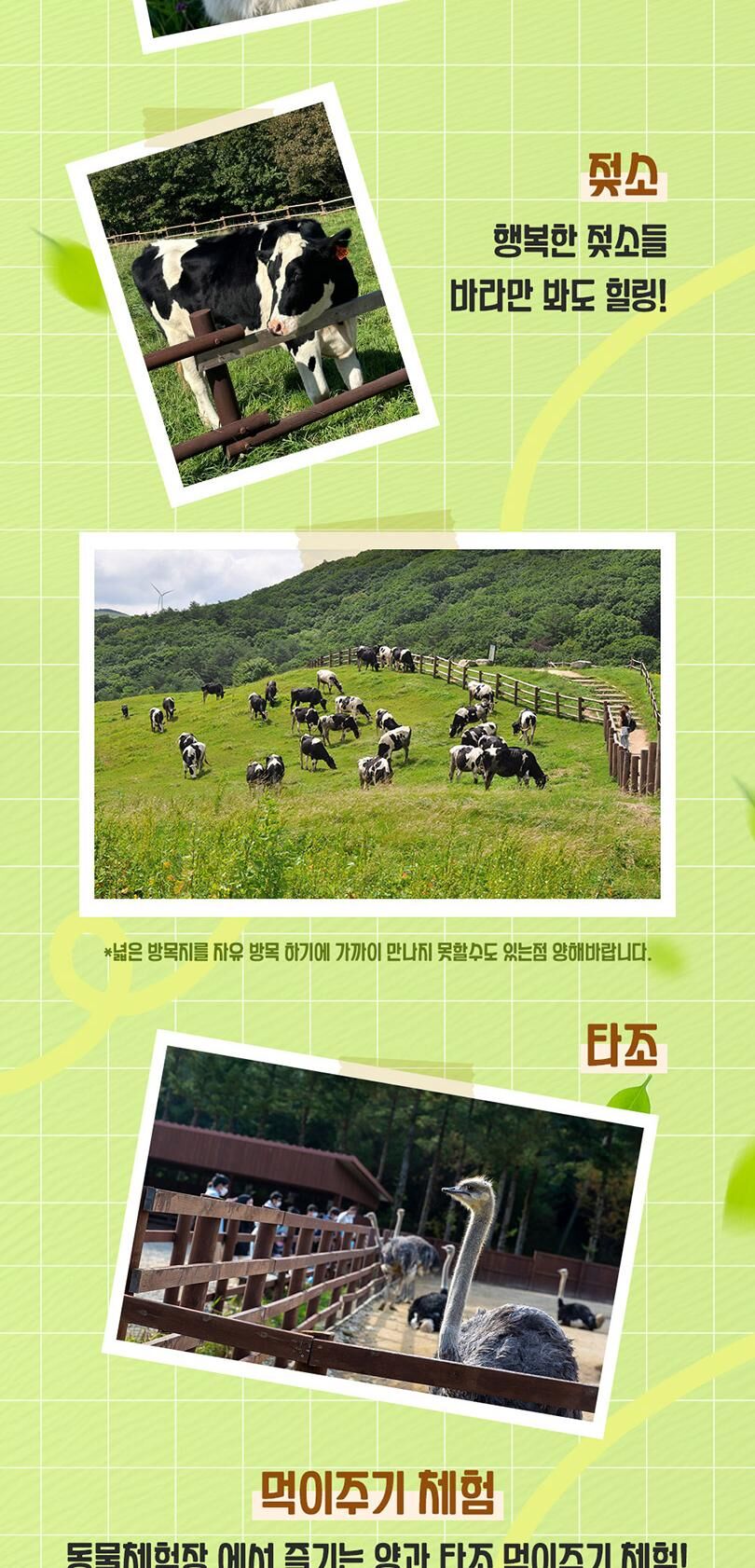 [강원/평창] 대관령 삼양 라운드힐 입장권 상세 이미지 8