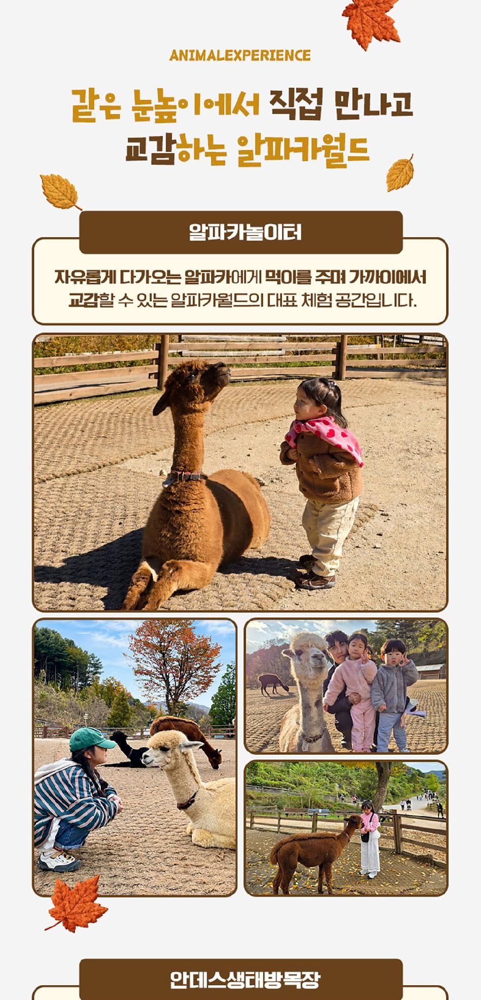 [강원] 레고랜드X알파카월드 PKG  상세 이미지 13