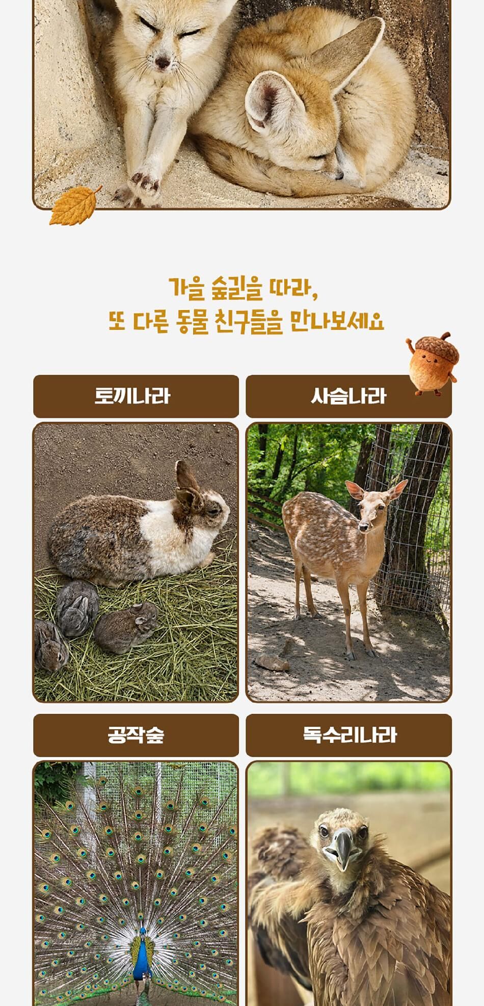 [강원] 레고랜드X알파카월드 PKG  상세 이미지 17